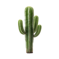 Tall green cactus with multiple arms stands against plain background, showcasing its spiky texture and vibrant color. plant unique shape and desert origin evoke sense of resilience png