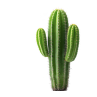 Tall green cactus with three arms stands against plain background, showcasing its spiky texture and vibrant color. cactus is classic desert plant, known for its resilience png