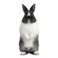 Cute black and white rabbit stands upright, showcasing its fluffy fur and alert ears. rabbit curious expression adds charm to its appearance png