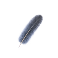 Single, delicate gray feather with soft, intricate barbs and smooth quill, isolated on transparency background, evokes sense of lightness and elegance png