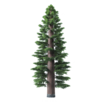 Tall, lush evergreen tree with straight trunk and dense green foliage, resembling coniferous species, stands majestically against plain background png
