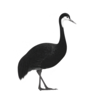 Graceful black and white crane stands elegantly, showcasing its long neck and slender legs against plain background. bird poised posture and detailed plumage highlight its natural beauty png