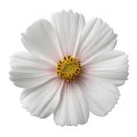 Beautiful white cosmos flower with delicate petals and vibrant yellow center, showcasing nature elegance and simplicity. flower soft texture and subtle pink hues add charm png