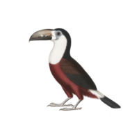 Colorful toucan with large beak and vibrant plumage stands gracefully, showcasing its unique features. bird striking appearance is highlighted by its contrasting colors png