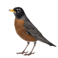 Vibrant American robin with striking orange breast and dark gray wings stands gracefully, showcasing its distinctive features. bird alert posture and bright eye convey sense of curiosity png