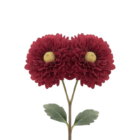 Two vibrant red dahlia flowers with lush green leaves are beautifully displayed against plain background, showcasing their intricate petal patterns and bright yellow centers png