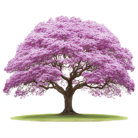 Large, vibrant pink flowering tree stands alone on patch of green grass, showcasing its full bloom and lush foliage. tree branches spread wide, creating symmetrical and picturesque canopy png