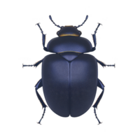 Detailed illustration of blue beetle with shiny exoskeleton, showcasing its intricate body structure and legs. beetle is centered transparency background, highlighting its vibrant color png