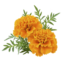 Vibrant orange marigold flowers with lush green leaves, showcasing their ruffled petals and vivid color. Perfect for gardens and floral arrangements, these blooms add cheerful touch png