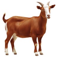 Brown goat with white markings stands confidently, showcasing its curved horns and short tail. goat fur appears smooth and well groomed, highlighting its healthy condition png