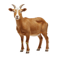Brown goat with curved horns stands on transparency background, showcasing its textured fur and alert expression. goat stance is confident, highlighting its natural grace and curiosity png