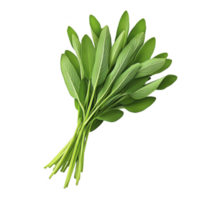 Fresh bundle of green sage leaves with vibrant color and detailed texture, perfect for culinary use or herbal remedies. leaves are arranged neatly, showcasing their natural beauty png