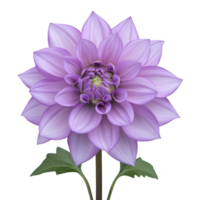 Vibrant purple dahlia flower with lush green leaves, showcasing intricate petal details and soft gradient of colors, creating sense of natural beauty and elegance png