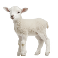 Cute, fluffy lamb stands on transparency background, showcasing its soft wool and innocent expression. young sheep appears curious and gentle, embodying essence of springtime png