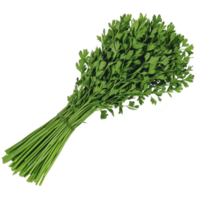 Fresh bundle of green parsley tied together, showcasing vibrant leaves and stems, perfect for culinary use or garnishing dishes. herb exudes fresh and aromatic appeal png