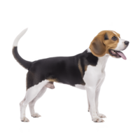 Happy beagle dog stands with its tongue out, showcasing its tricolor coat of black, white, and brown. dog appears alert and energetic, with its tail raised and ears perked png