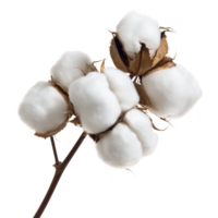 Branch of fluffy white cotton bolls on brown stem, showcasing natural texture and softness. cotton appears fresh and ready for harvest, symbolizing purity and comfort png