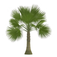Lush green palm tree with fan shaped leaves and textured trunk stands tall, evoking tropical and serene atmosphere. vibrant foliage and sturdy trunk create sense of tranquility png