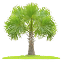 Vibrant green palm tree with fan shaped leaves stands on patch of lush grass, evoking tropical and serene atmosphere png