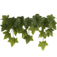 Lush, green ivy vine with vibrant leaves cascading down, creating natural and fresh appearance. foliage is dense and detailed, perfect for adding touch of nature to any setting png