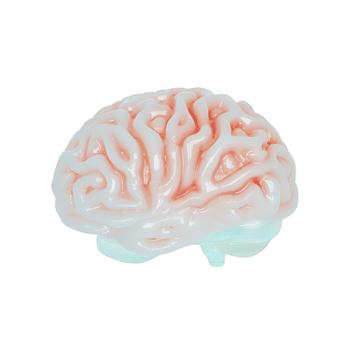 realistico 3d interpretazione di umano cervello, in mostra intricato dettagli di cerebrale corteccia con lucido, liscio struttura. cervello è isolato su trasparenza sfondo png