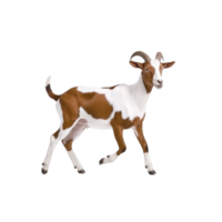 Lively brown and white goat with curved horns stands on transparent background, showcasing its playful nature. goat distinct markings and confident stance make it captivating subject png