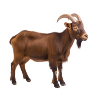 Brown goat with curved horns stands on transparency background, showcasing its textured fur and alert expression. goat stance is calm and natural, highlighting its features png