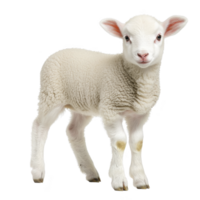 Cute, fluffy lamb stands on transparency background, showcasing its soft wool and innocent expression. young sheep ears are perked up, adding to its adorable appearance png