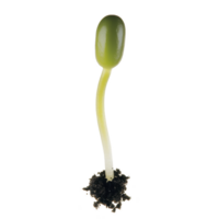 Young green seedling with slender stem and small roots emerges from soil, symbolizing new beginnings and growth. vibrant green color conveys freshness and vitality png
