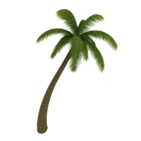 Tall, lush green palm tree with slightly curved trunk and vibrant fronds evokes tropical paradise. tree stands isolated against clear background, symbolizing relaxation png