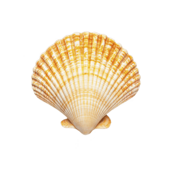 Vibrant, orange and white scallop seashell with fan like shape, showcasing intricate patterns and textures, isolated on transparency background png