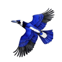 vibrante azul e Preto pássaro com estendido asas dentro voo, exibindo detalhado penas e impressionante cor padronizar. pássaro dinâmico pose transmite sentido do liberdade e graça png