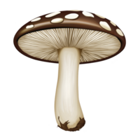 Realistic illustration of brown mushroom with white spots, showcasing its detailed gills and smooth stem. mushroom is depicted against transparent background, highlighting its natural texture png