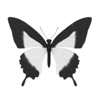 Black and white butterfly with symmetrical wings is depicted, showcasing minimalist and elegant design. butterfly wings have striking contrast, enhancing its visual appeal png