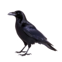 Black crow stands with glossy feathers, showcasing its sleek and mysterious appearance. bird sharp beak and intelligent eyes are prominent, adding to its enigmatic aura png
