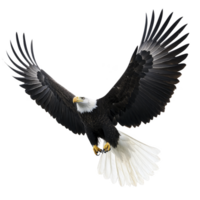 Majestic bald eagle soars with wings fully spread, showcasing its powerful presence and striking features against clear sky png