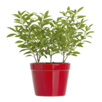 Vibrant green plant with lush leaves in glossy red pot, perfect for adding touch of nature to any indoor space. contrast between pot and foliage is striking png