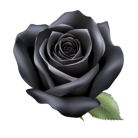 Stunning black rose with single green leaf, symbolizing mystery and elegance. dark petals create striking contrast against vibrant leaf, evoking sense of intrigue png