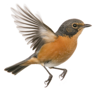 Small bird with orange and brown plumage is captured mid flight, showcasing its detailed feathers and expressive eyes. wings are spread wide, highlighting bird agility png