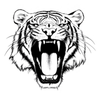 Fierce tiger illustration with open mouth, showcasing its sharp teeth and detailed fur pattern. black and white design emphasizes tiger powerful expression and intricate line work png