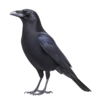 Detailed illustration of black crow standing with its glossy feathers and sharp beak visible, set against plain background. crow intelligent gaze and sleek appearance are highlighted png