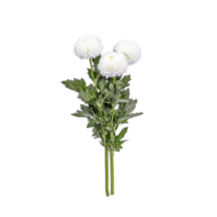 Bouquet of three white chrysanthemum flowers with lush green leaves, isolated on transparency background, showcasing their delicate petals and vibrant foliage png