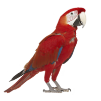 Vibrant red parrot with striking blue and green feathers stands gracefully, showcasing its colorful plumage and distinctive white facial markings. parrot curious gaze adds lively touch png