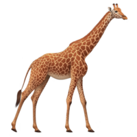 Tall giraffe with distinctive spotted pattern stands gracefully, showcasing its long neck and legs. giraffe unique coat features mix of orange and brown hues, creating striking appearance png
