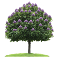 Lush tree with vibrant purple flowers stands on patch of green grass, showcasing full canopy and sturdy trunk. blossoms create striking contrast against rich green leaves png