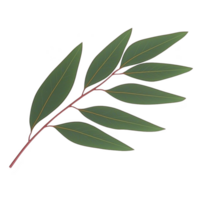 Single eucalyptus branch with elongated green leaves and reddish stem, isolated on transparency background. leaves are smooth and arranged alternately, showcasing natural and fresh appearance png