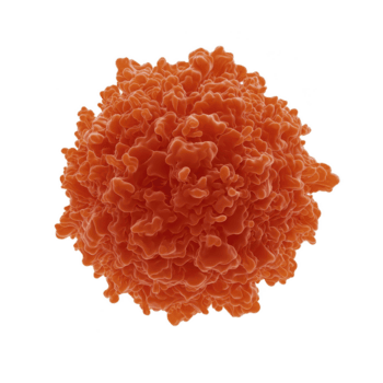 This shows detailed 3D rendering of red orange cell with textured surface, resembling biological structure. intricate folds and curves create complex and organic appearance png