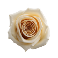 Close up of delicate cream colored rose with soft petals, showcasing its intricate spiral pattern and natural beauty. image captures elegance and simplicity of flower png