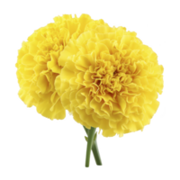 Two vibrant yellow marigold flowers with lush petals are displayed against transparency background, showcasing their intricate texture and bright color png