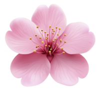 Delicate pink cherry blossom with soft petals and vibrant yellow stamens, symbolizing beauty and renewal. flower is isolated on transparency background, highlighting its intricate details png